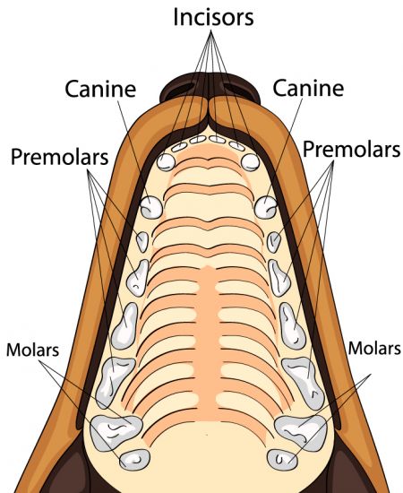 Inside view of dog's upper palate