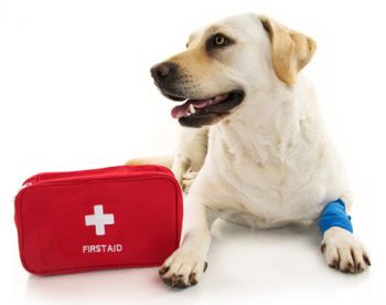 Dog or Cat Medical Emergencies | Schoodic Animal Hospital