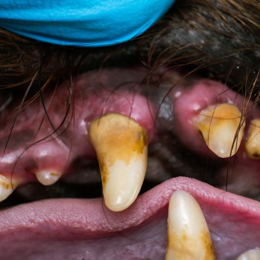 Dog teeth with bacterial plaque (tartar)